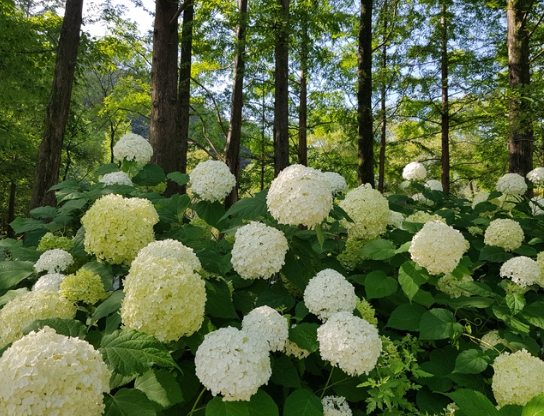 수도권 수국명소 추천 7곳, 도심 속에서 만나는 수국의 향연