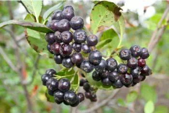 아로니아 효능 및 영양소, 먹는 방법