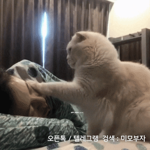 11월 21일 신문스크랩