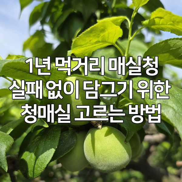 1년 먹거리 매실청 실패 없이 담그기 위한 청매실 고르는 방법