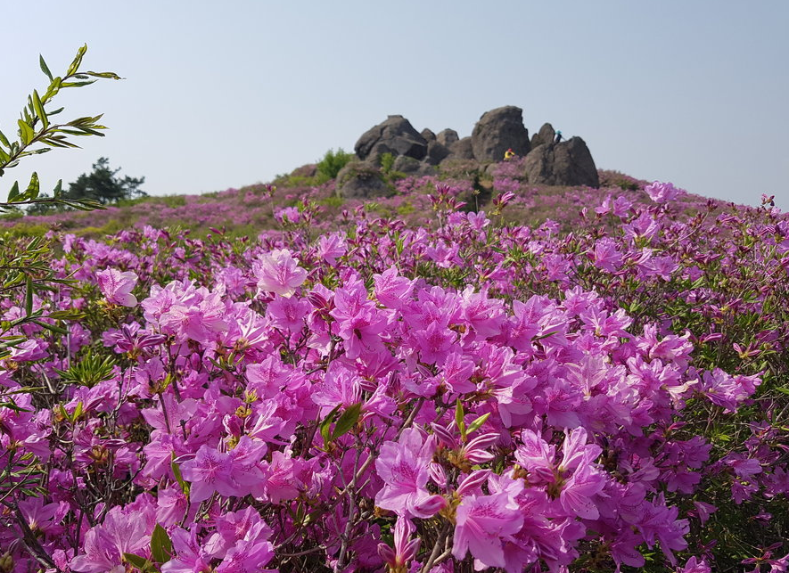 일림산 철쭉