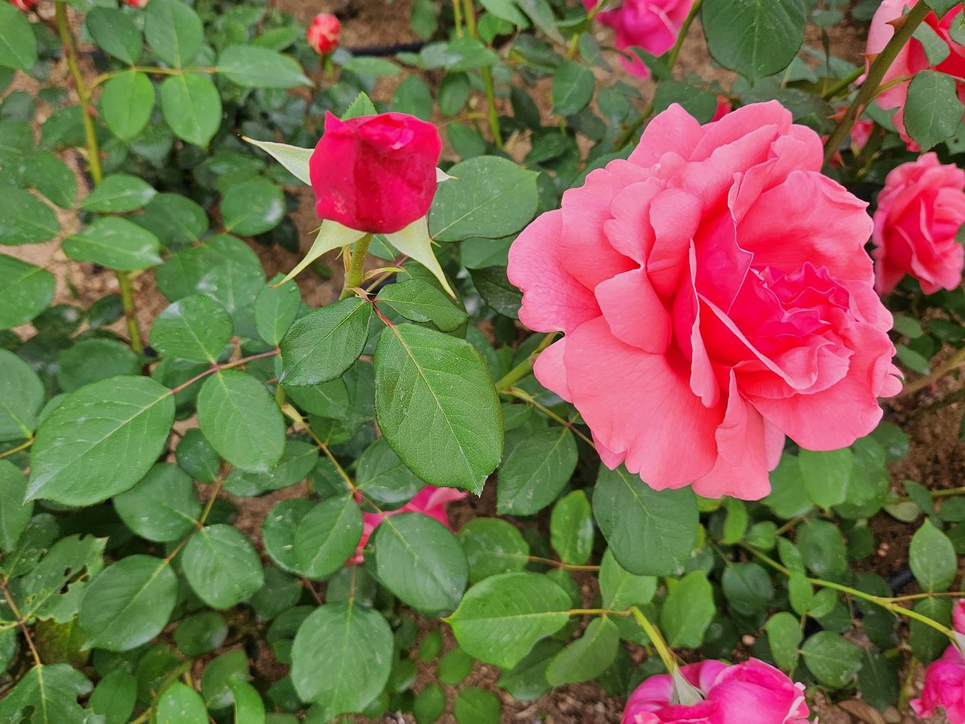 장미 로즈어드 샤틀렛 Roseraied Chatelet