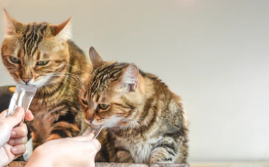 새끼고양이츄르추천