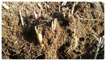 더덕 재배 그늘 재배 토심 확보 줄기 관리_7