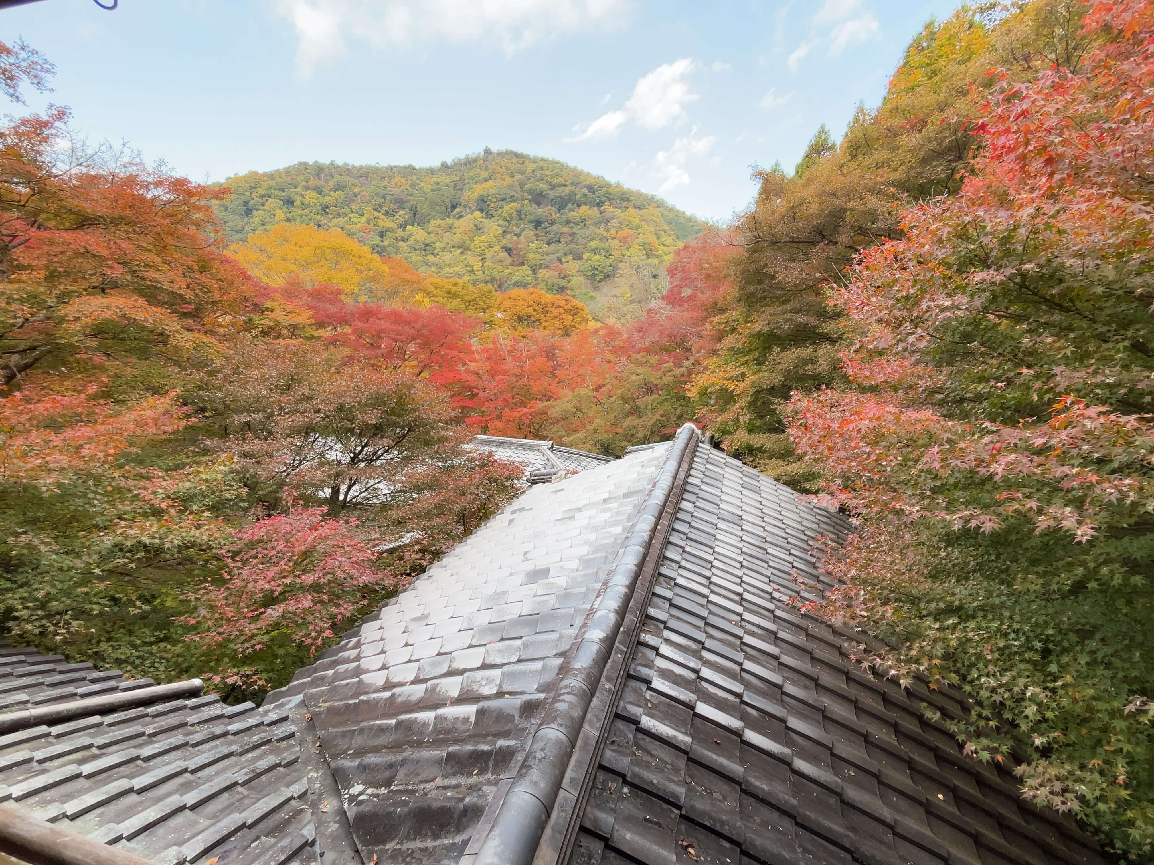 오사카 현지인도 간다! 교토 루리코인 가을단풍 명소 후기 관련사진