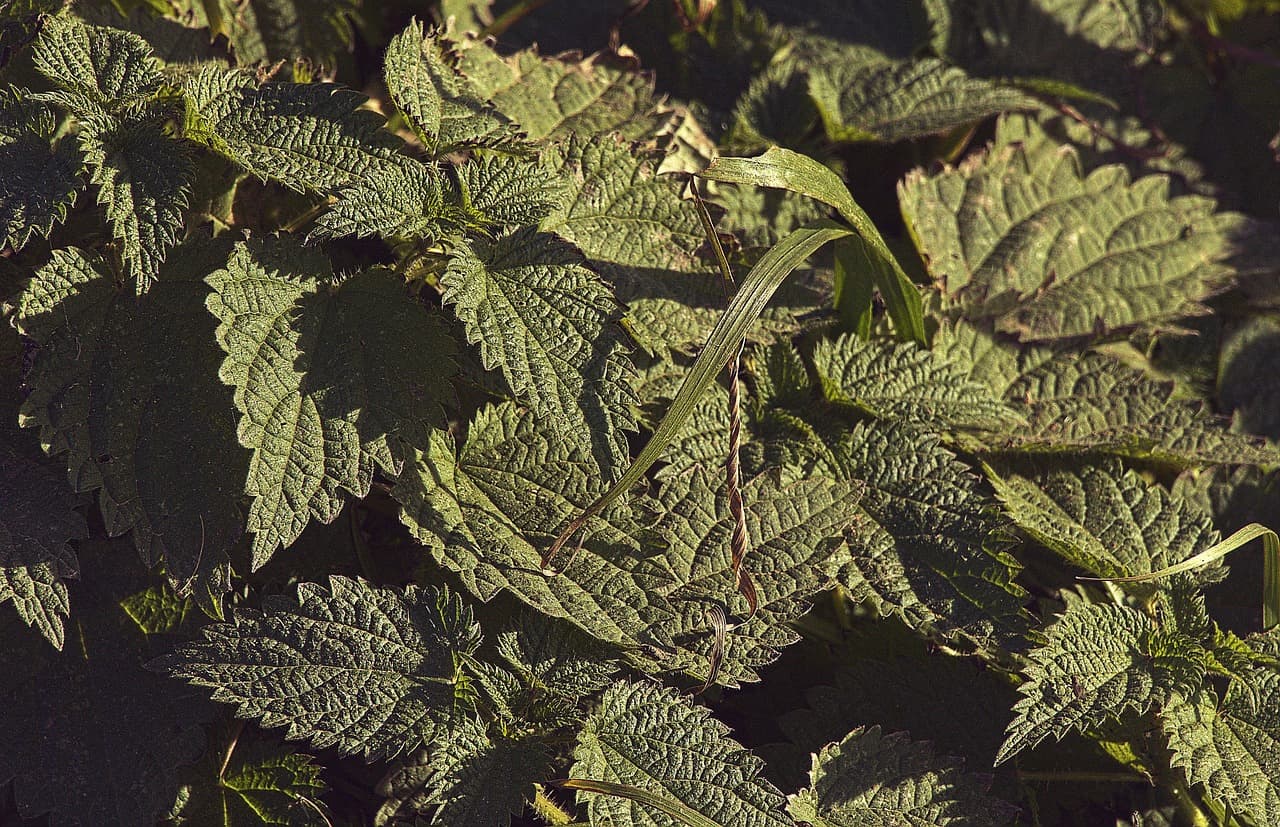 황련(黃連) 성분 베르베린의 항균 효과와 항당뇨 연구