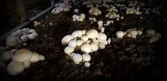 양송이버섯 재배 배지 준비 온도 습도 수확 정리_4