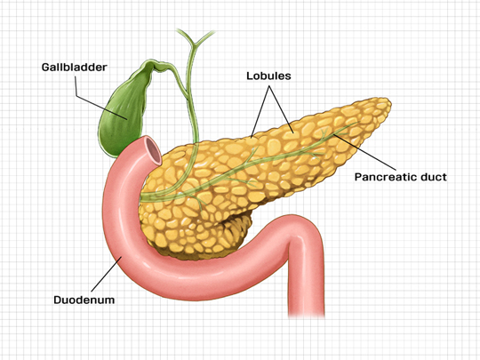 췌장-그림