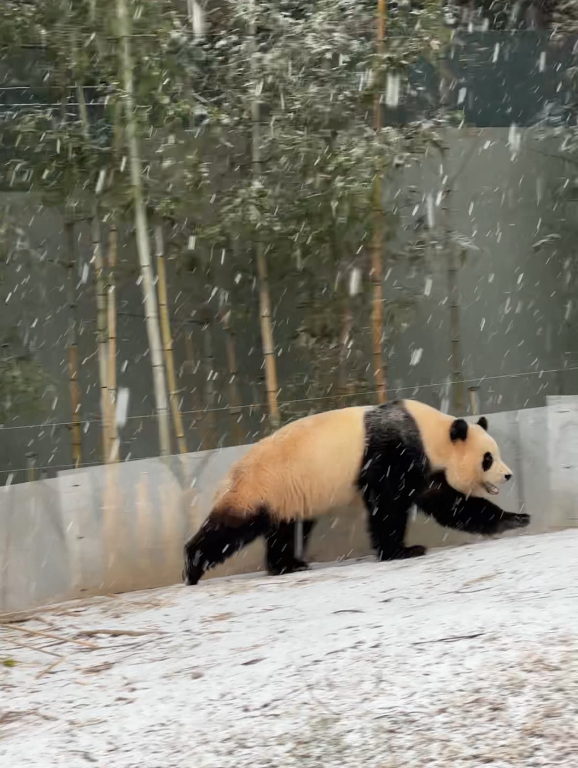 에버랜드 판다월드 할인 예약