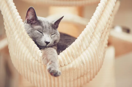 Russian Blue Cat/출처:어도비스톡