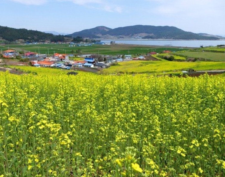 벚꽃 명소