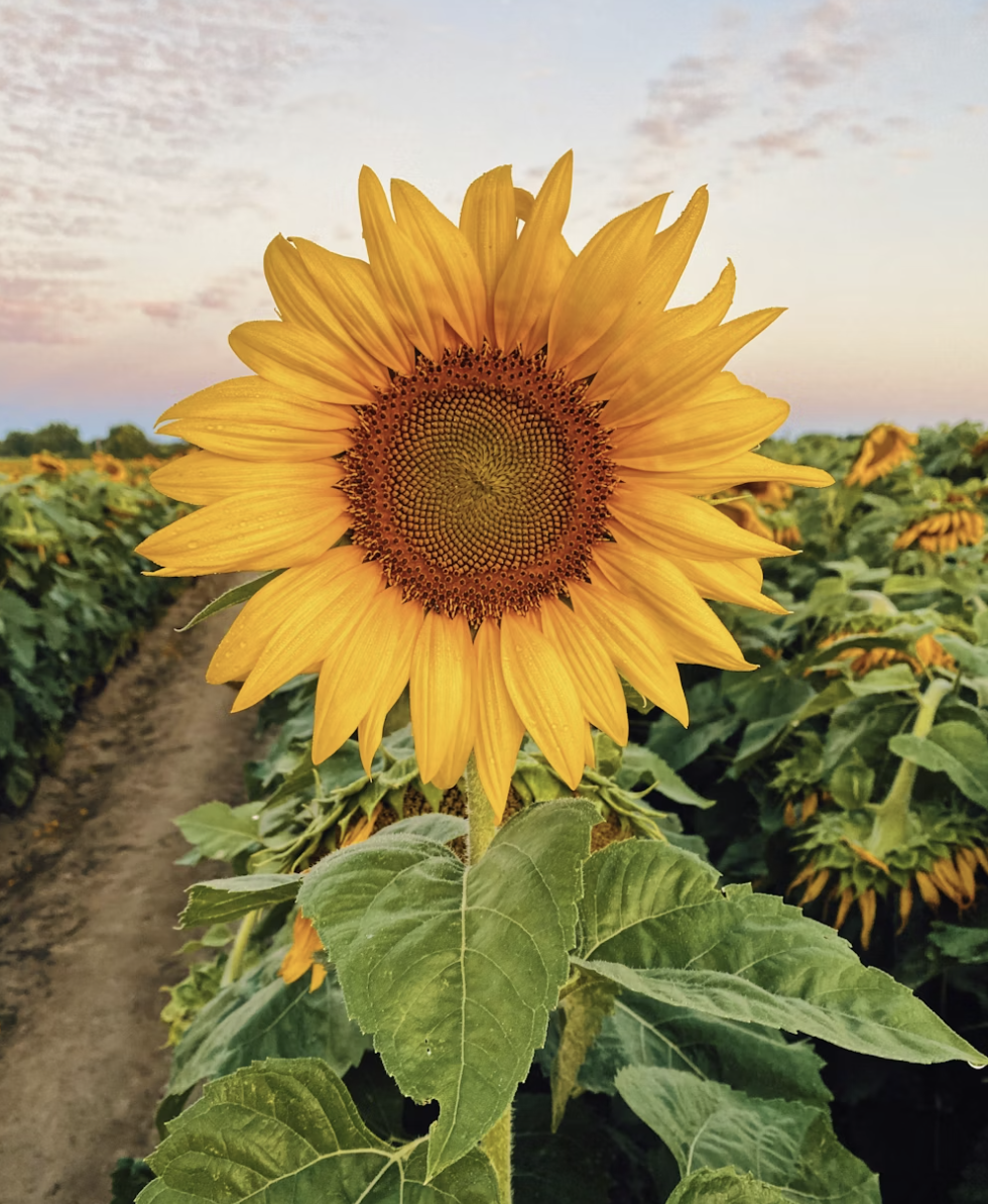 집에 돈이 굴러 들어오는 그림에 투자 하자! 현관엔 해바라기..거실엔?
