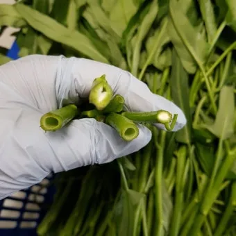 공심채 재배 여름 재배 물 충분 배수 필수_8