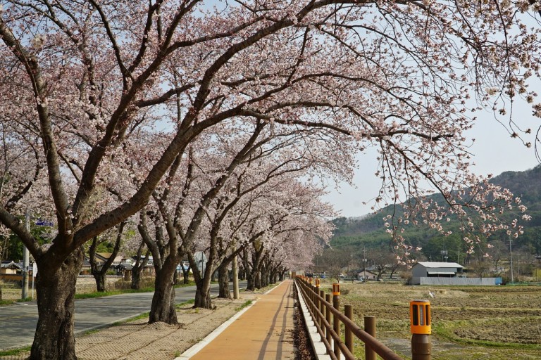 벚꽃 개화시기