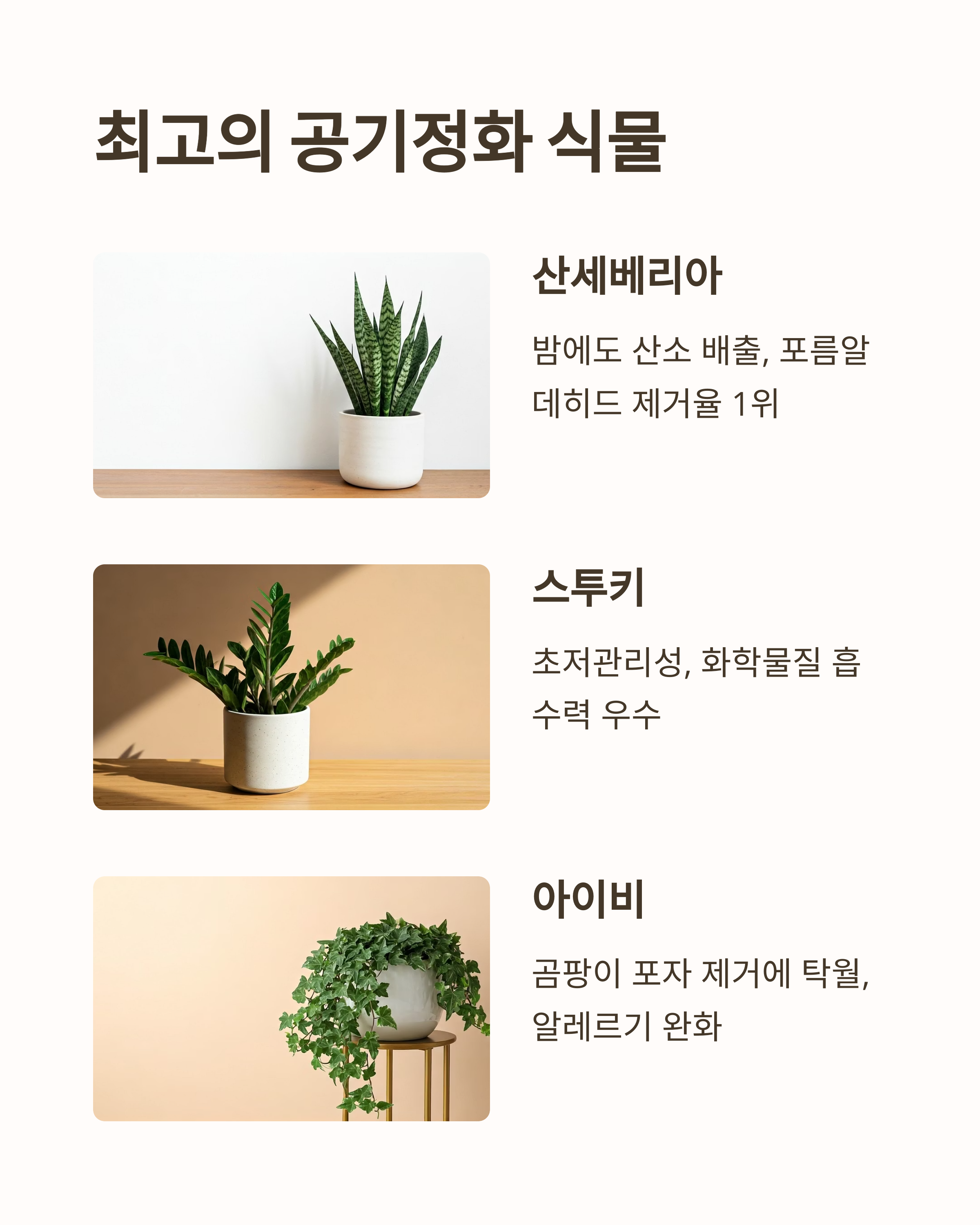 새집증후군 최고의 공기정화 식물