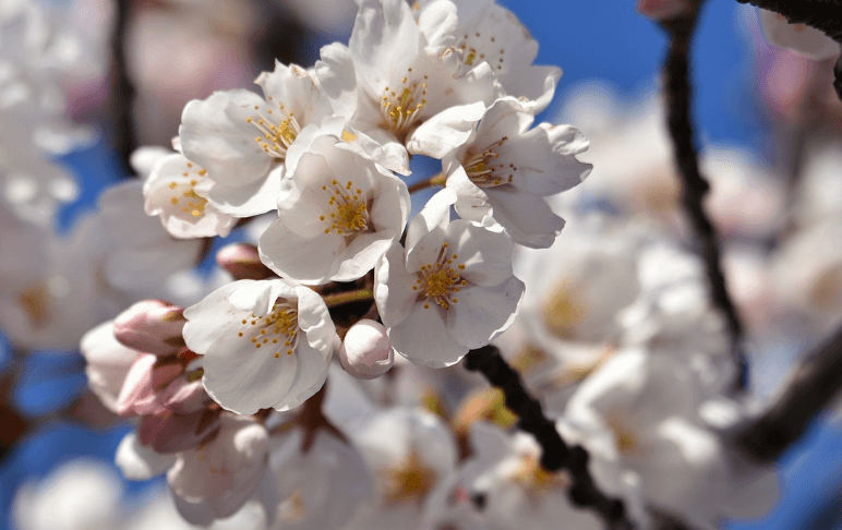 여의도 벚꽃 축제