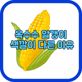 옥수수 알갱이 색깔이 다른 이유