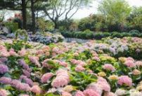 휴애리수국축제