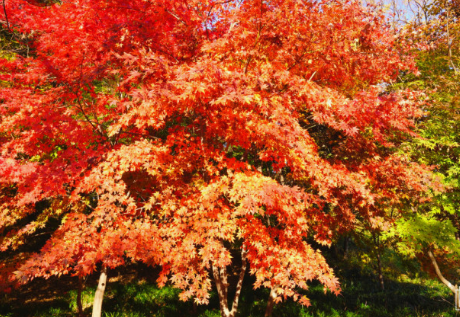 2024 유명한 산 단풍 시기