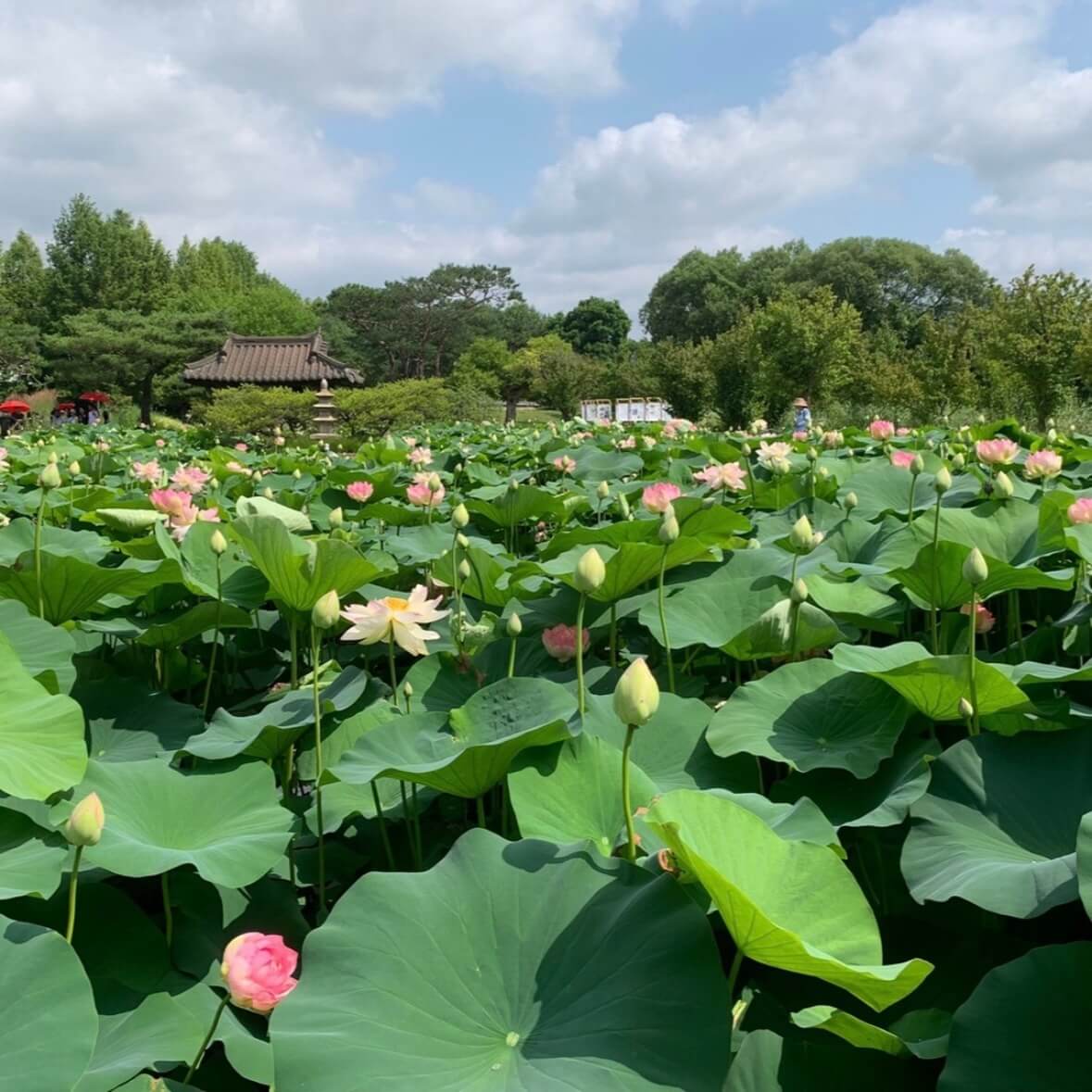 세미원 연꽃축제