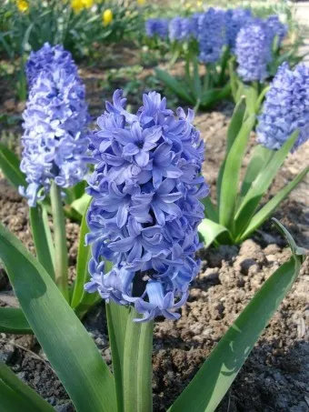 히아신스 꽃말 키우는법 꽃이 지고난 후 수경재배_7