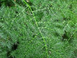 천문동 효능 부작용