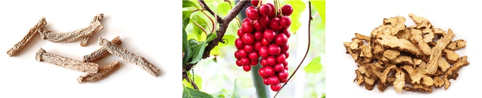 왼쪽은 인삼을 말린 것 7개를 하얀 바닥에 두고 찍은 사진이고&#44; 가운데는 야생의 오미자 나무에서 오미자 열매송이를 확대하여 찍은 사진이고&#44; 오른쪽은 창출나무의 뿌리인 창출을 편으로 썰어서 하얀 바닥 위에 수북하게 쌓아 놓고 찍은 사진
