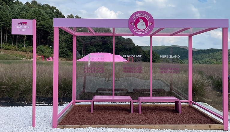 포천 허브아일랜드 핑크뮬리 포토존
