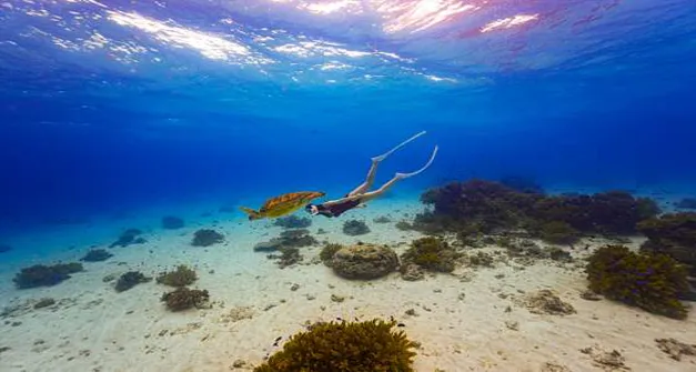 옐로우 프리다이빙