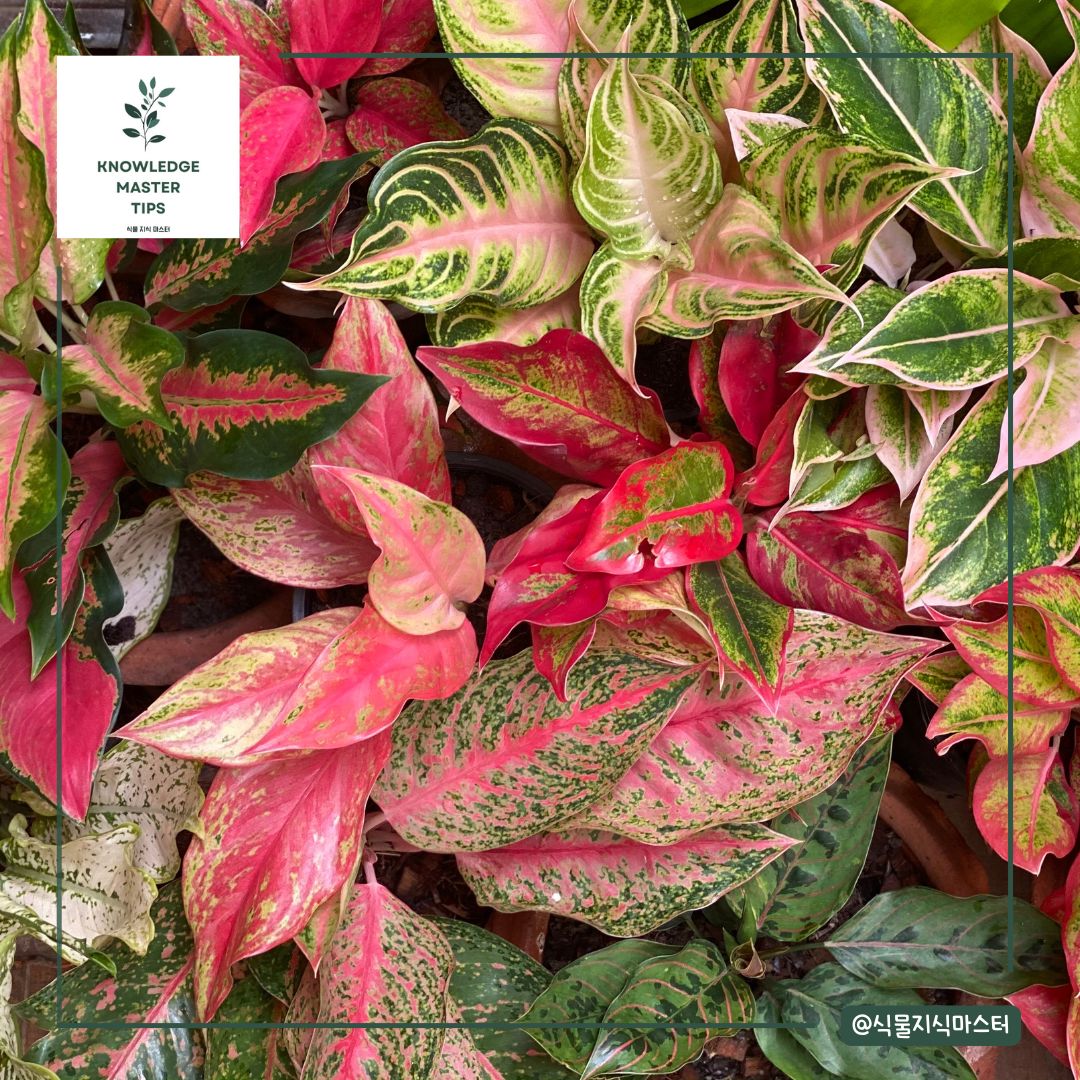 반려동물이 먹으면 위험한 독성 식물 - 아글라오네마