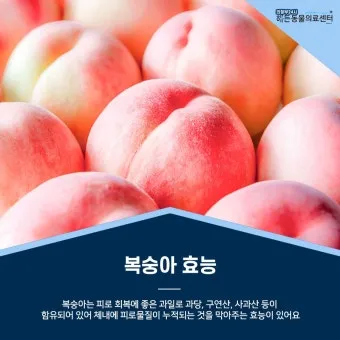 강아지 천도복숭아 먹어도 될까 안전한 급여 방법_16