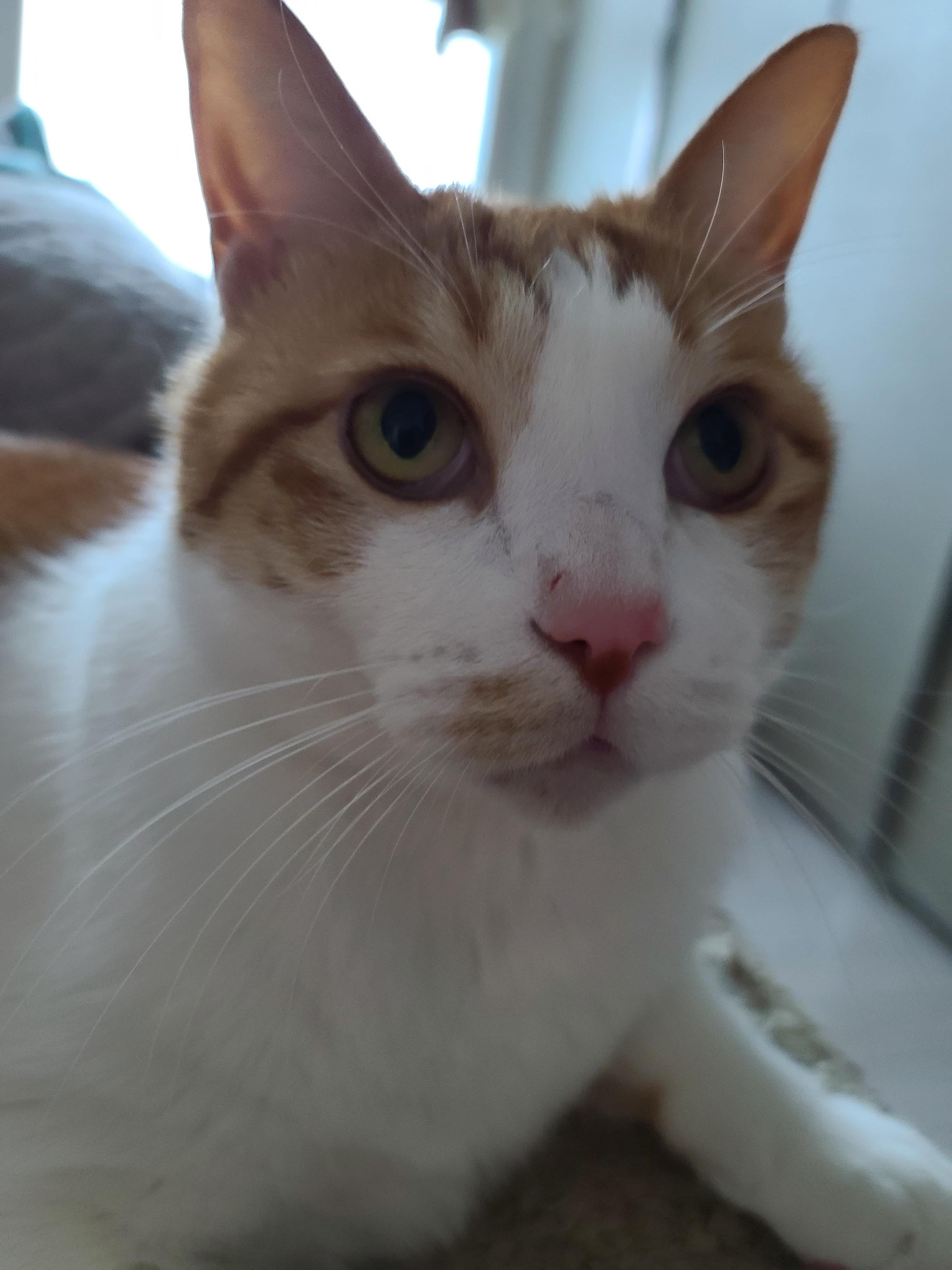 소심한 고양이에게 중2병이 오면..