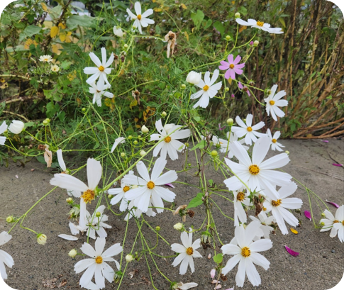 가을길에 물든 코스모스의 노래 -김해 마찰수로 뚝에 핀