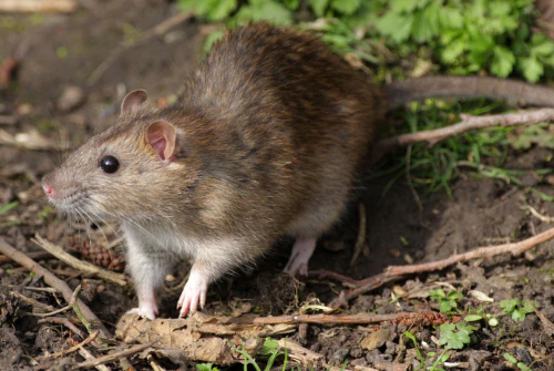 2024년 쥐띠 운세