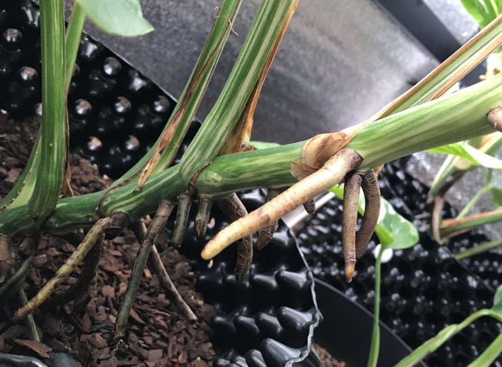 몬스테라 공중뿌리