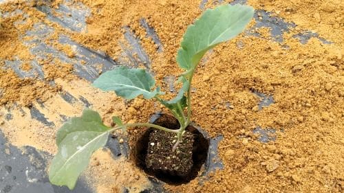 브로콜리-재배-모종-심는방법-정식방법