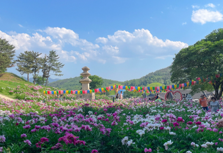 경주 도봉서당 작약꽃