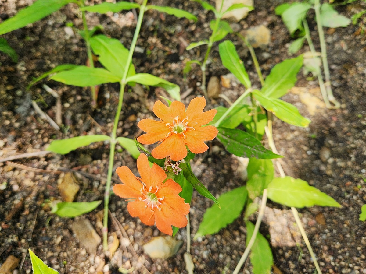 동자꽃