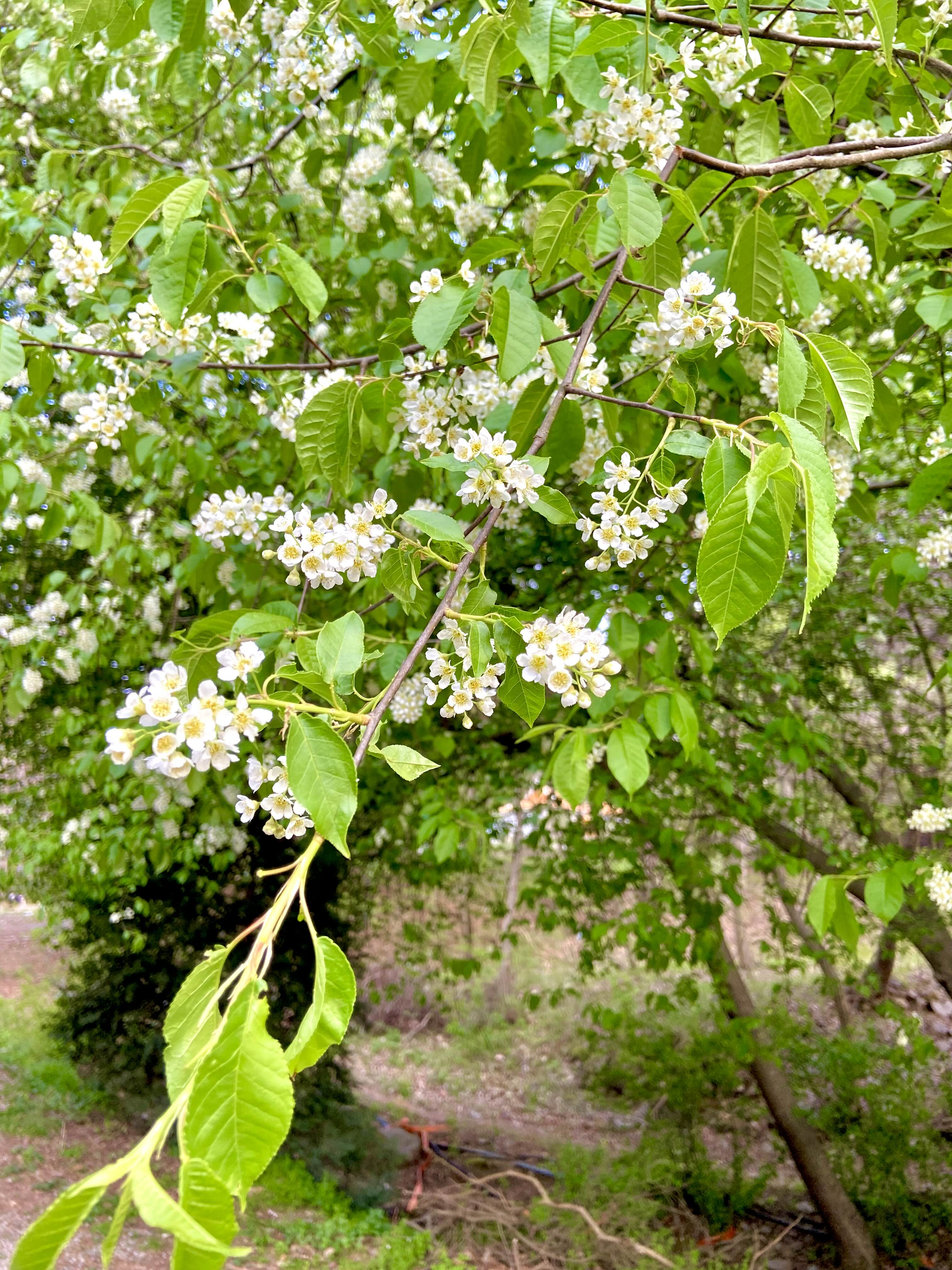 서산 겹벚꽃
