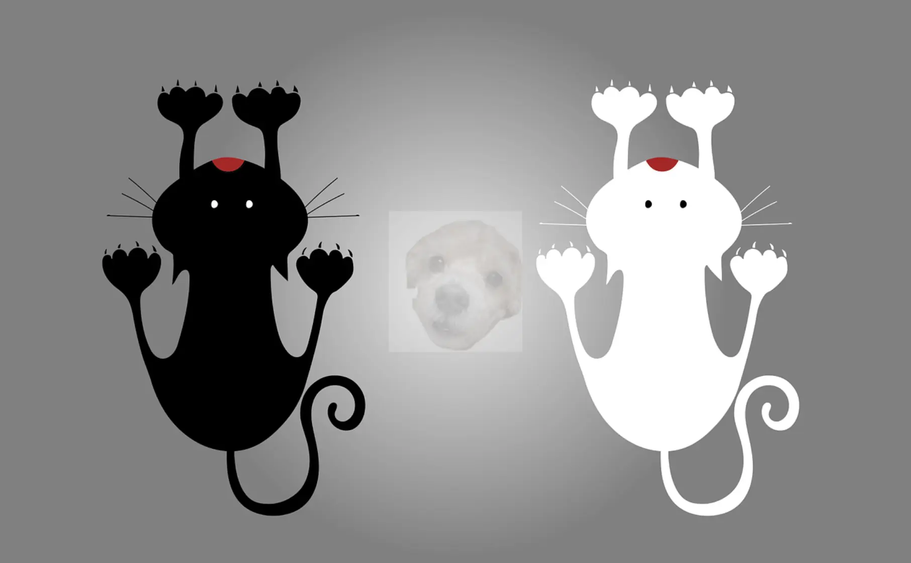 고양이 사진으로 데드캣 바운스 표현