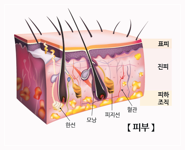 아르기닌의-효능-피부