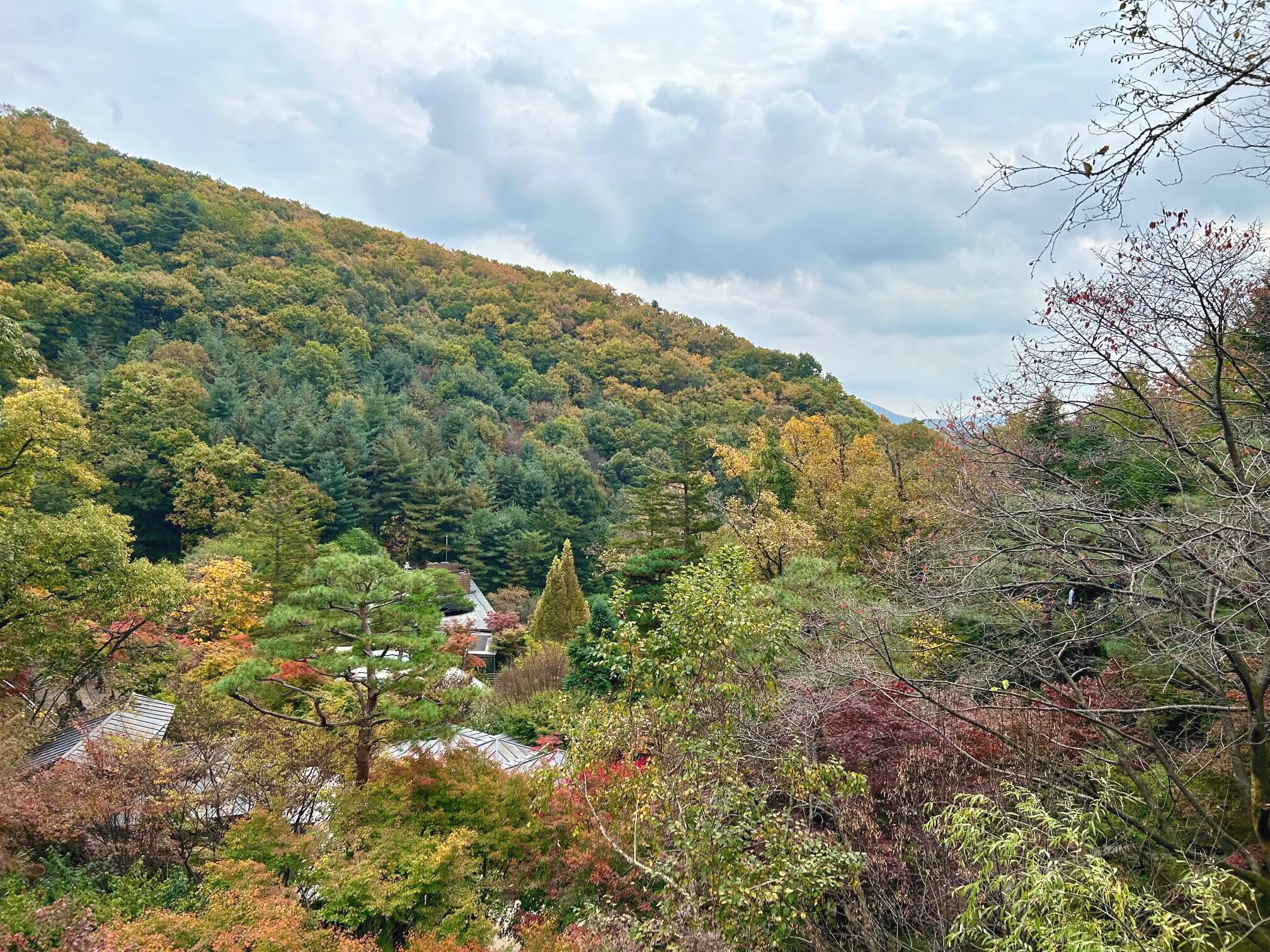 2024년 화담숲 10월 말 가을 단풍5