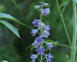 락스퍼 이미지 사진