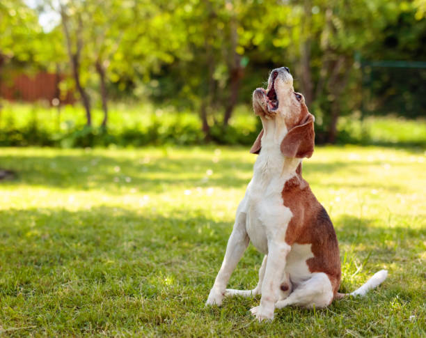 하울링은 강아지의 의사소통 수단?