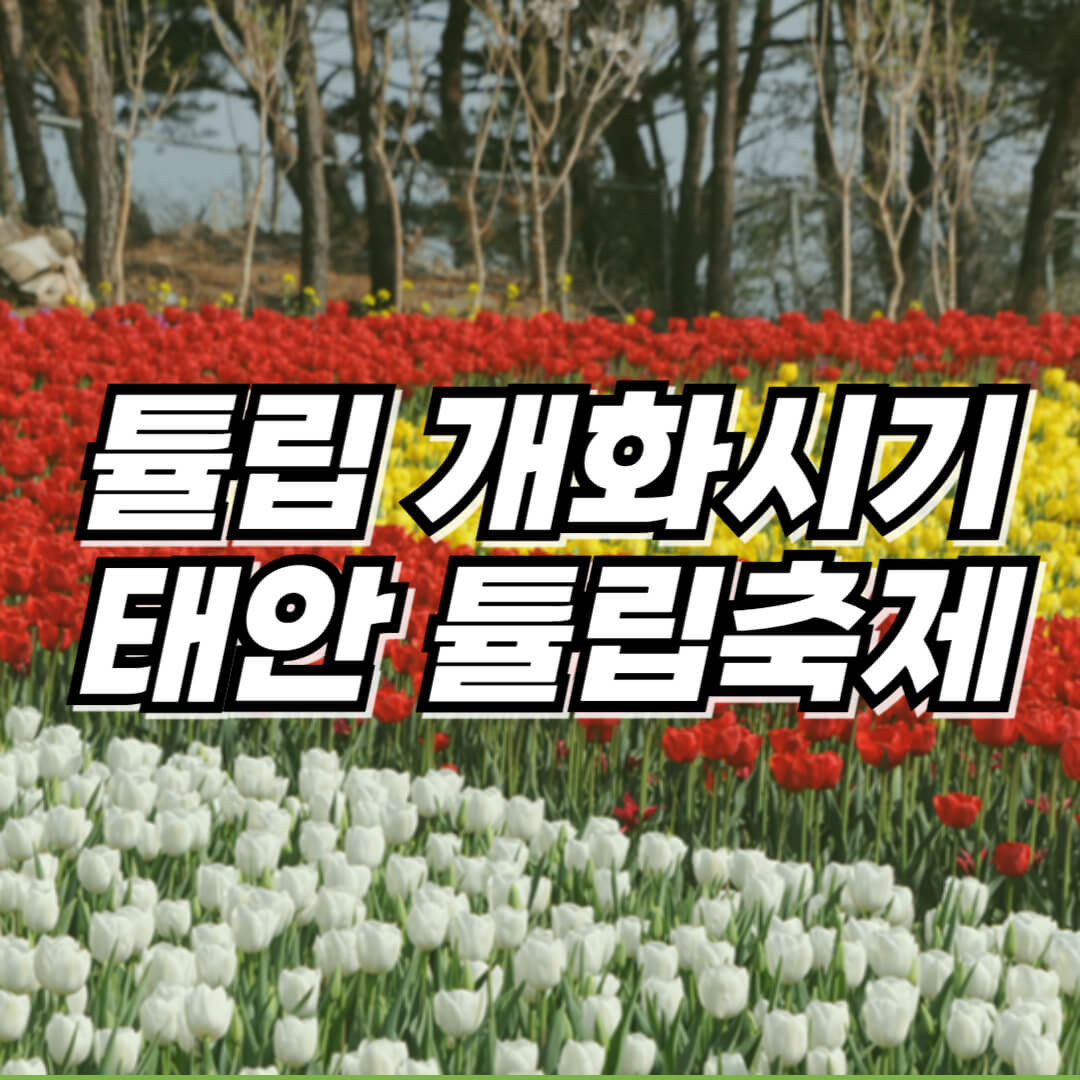 튤립-개화시기