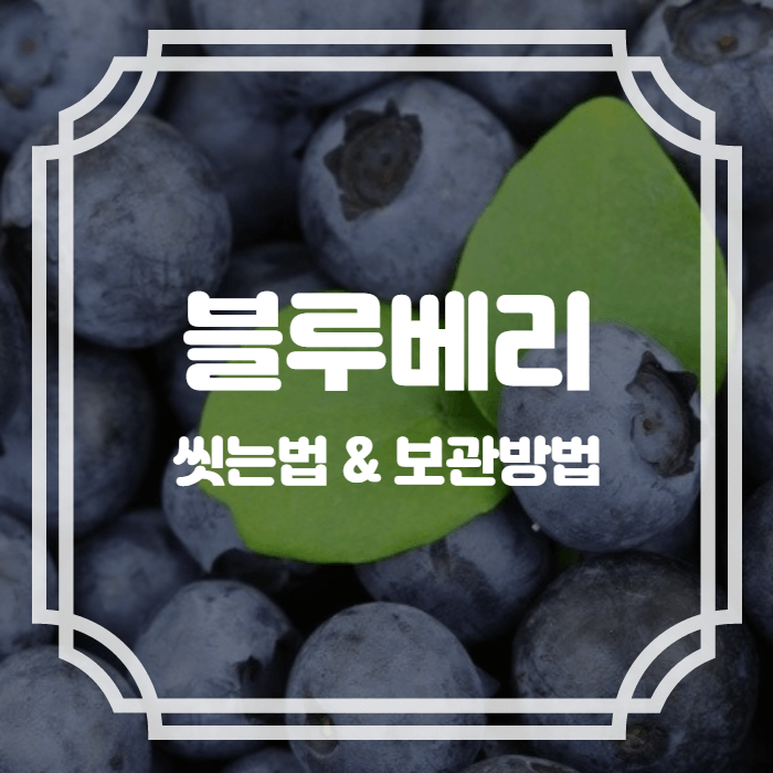 블루베리씻는법과보관방법