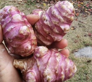 돼지감자 효능 먹는 방법&amp;#44; 수확 시기&amp;#44; 차 만드는 법 확인