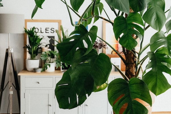 집 안 식물 인테리어 효과 : 자연을 불러오는 식물의 힘