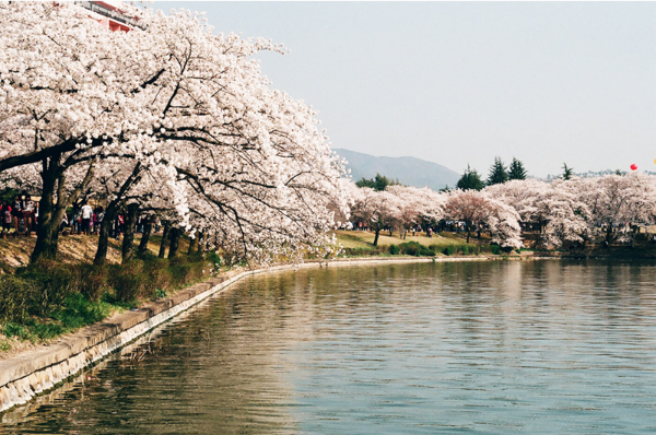 경주 보문호 번꽃