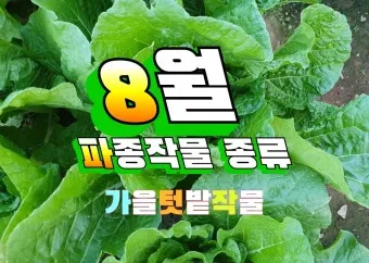 8월에 심는 밭작물 모종 채소 재배법 알아보기_27